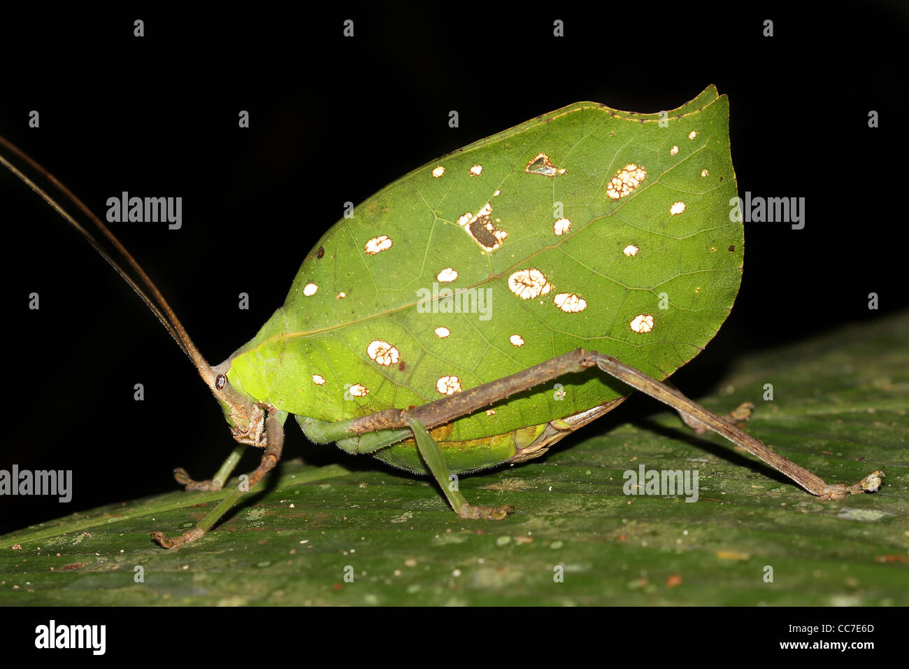 Un brillante mimetizzata Katydid foglia nell'Amazzonia peruviana isolato con abbondanza di spazio per il testo Foto Stock