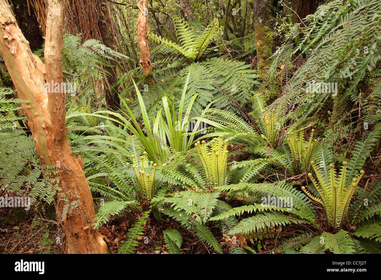 Cyathea smithii e Blechnum scolorire nella foresta temperata in Dunedin, Nuova Zelanda Foto Stock