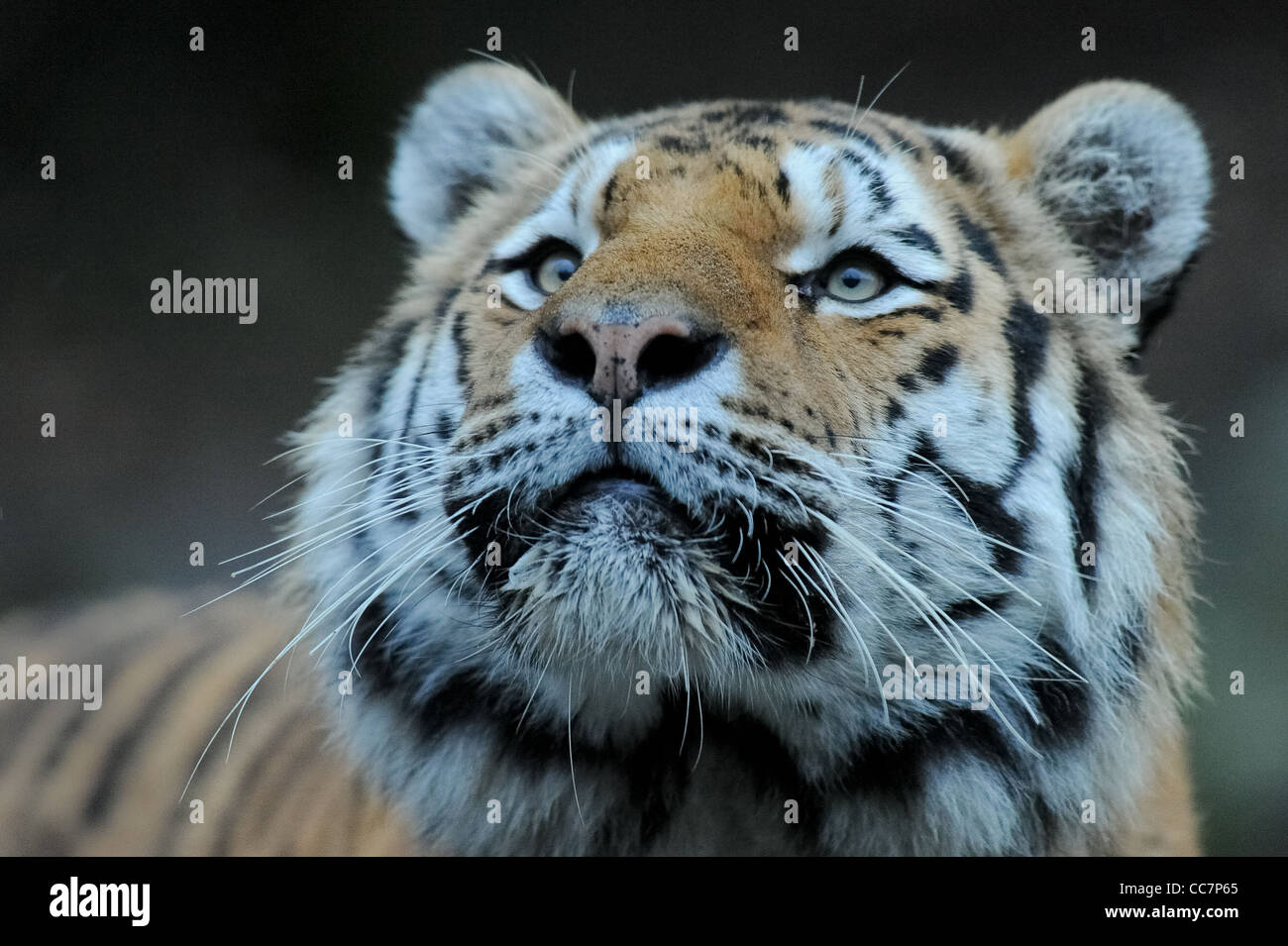 Ritratto di tigre di Amur (lat. Panthera tigris altaica) Foto Stock