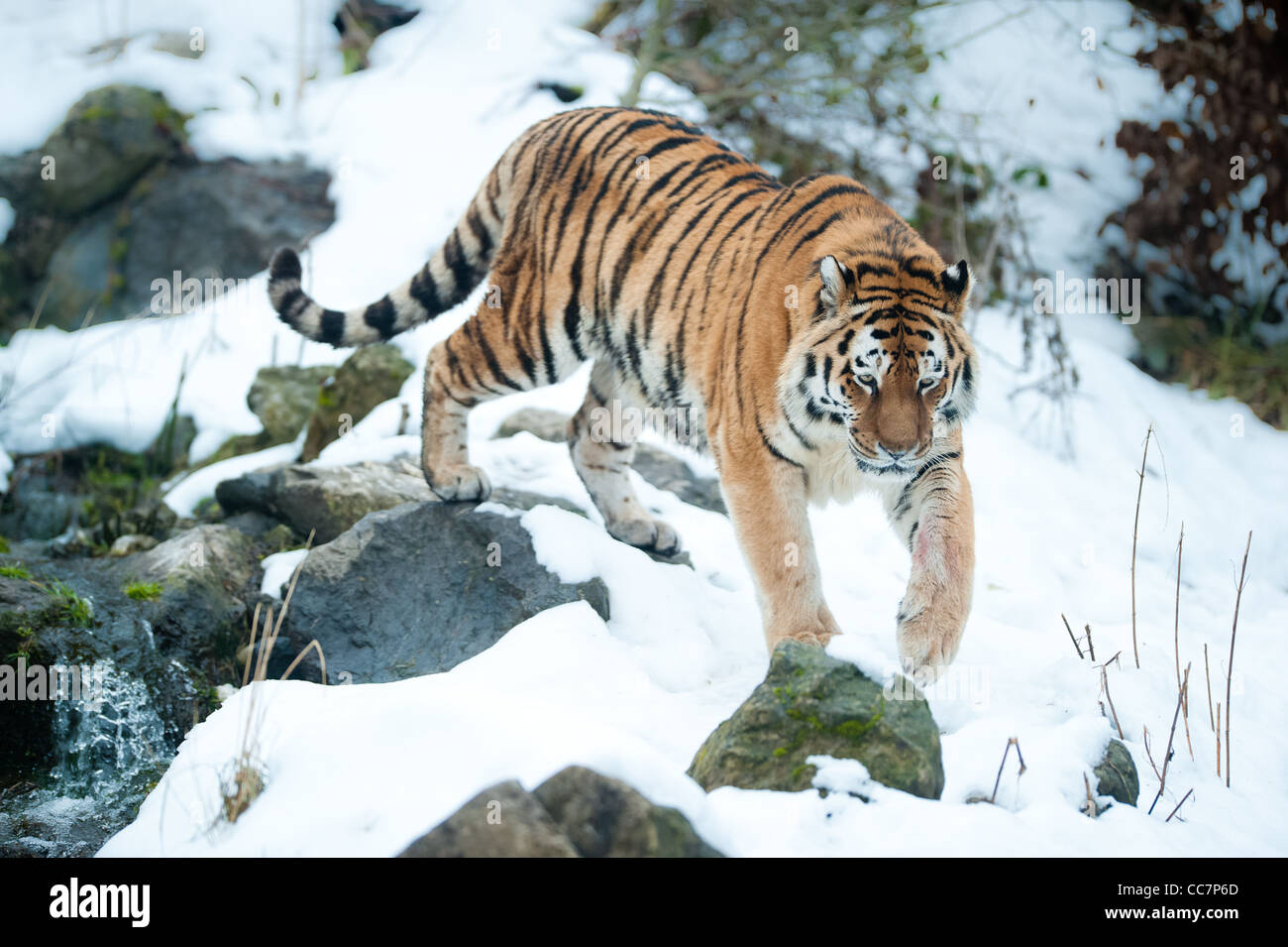 Tigre di Amur (lat. Panthera tigris altaica) Foto Stock