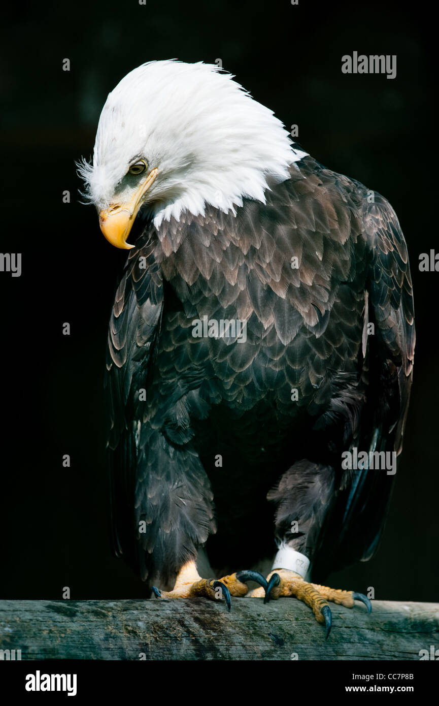 Aquila calva (lat. Haliaeetus leucocephalus) captive, guardando verso il basso Foto Stock