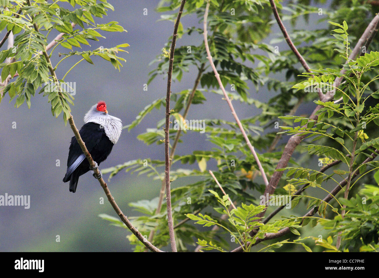 Seychelles bird - Blu piccione Foto Stock