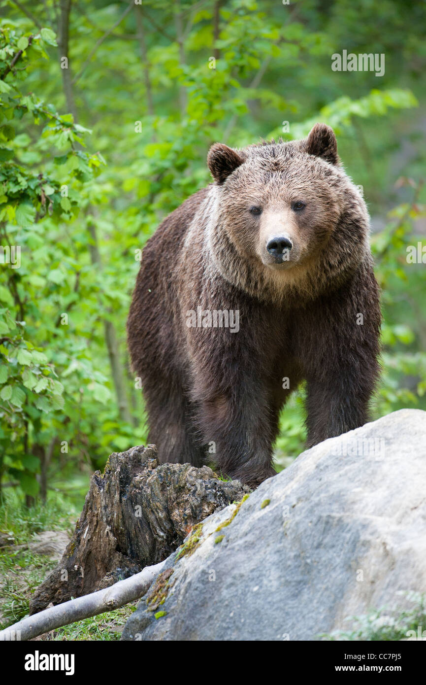 Orso bruno (lat. Ursus arctos) stainding nella foresta Foto Stock