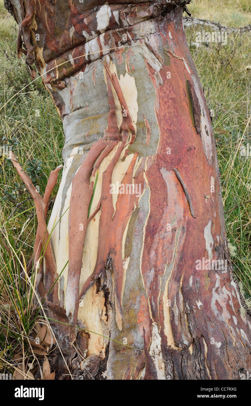 Snow Gum Tree, Alpine National Park, Victoria, Australia Foto Stock