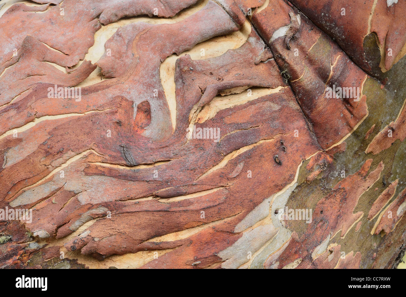 Close-up di neve Gum Tree, Alpine National Park, Victoria, Australia Foto Stock