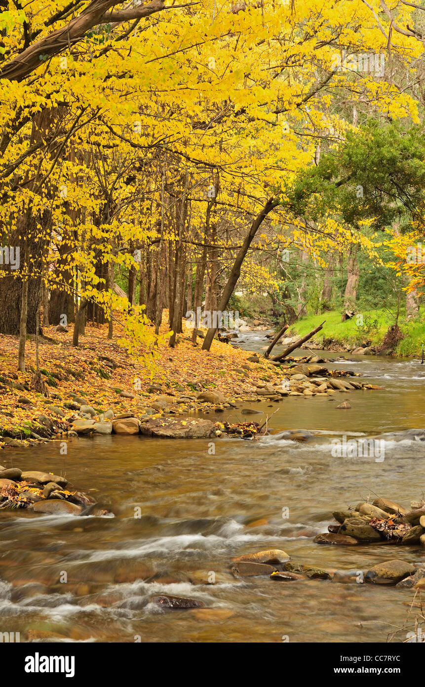 Barwidgee Creek, Myrtleford, Victoria, Australia Foto Stock