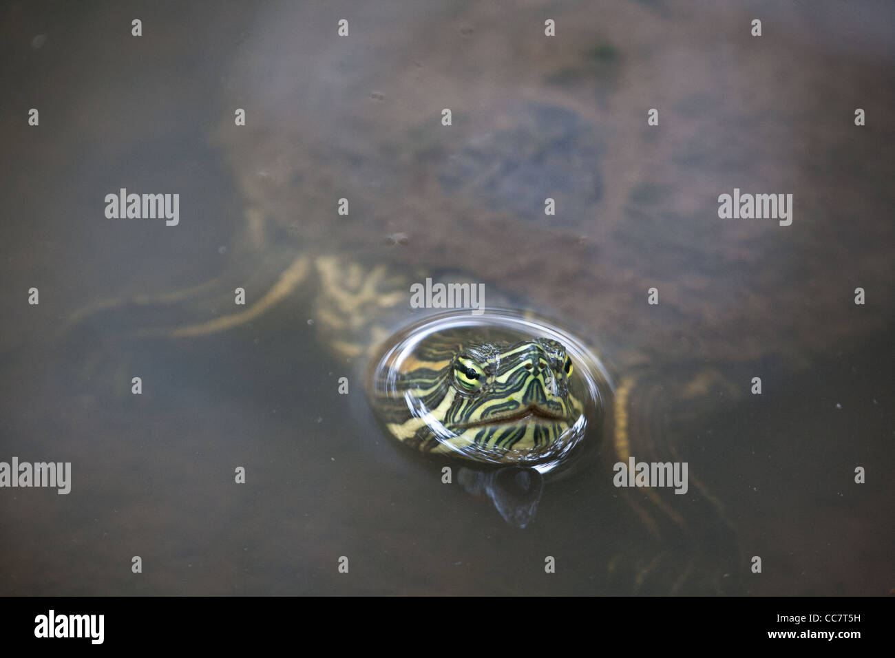 Rosso-eared slider Turtle in uno stagno nel parco metropolitano, provincia di Panama, Repubblica di Panama. Foto Stock