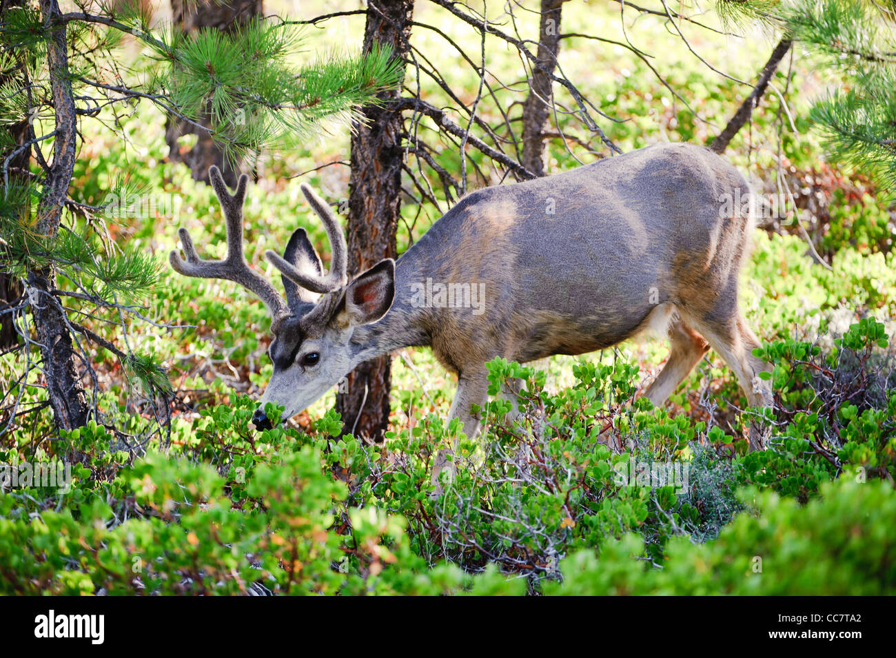 Mule Deer (lat. Odocoileus hemionus) nei boschi del Parco Nazionale di Bryce Canyon, Utah, Stati Uniti d'America Foto Stock