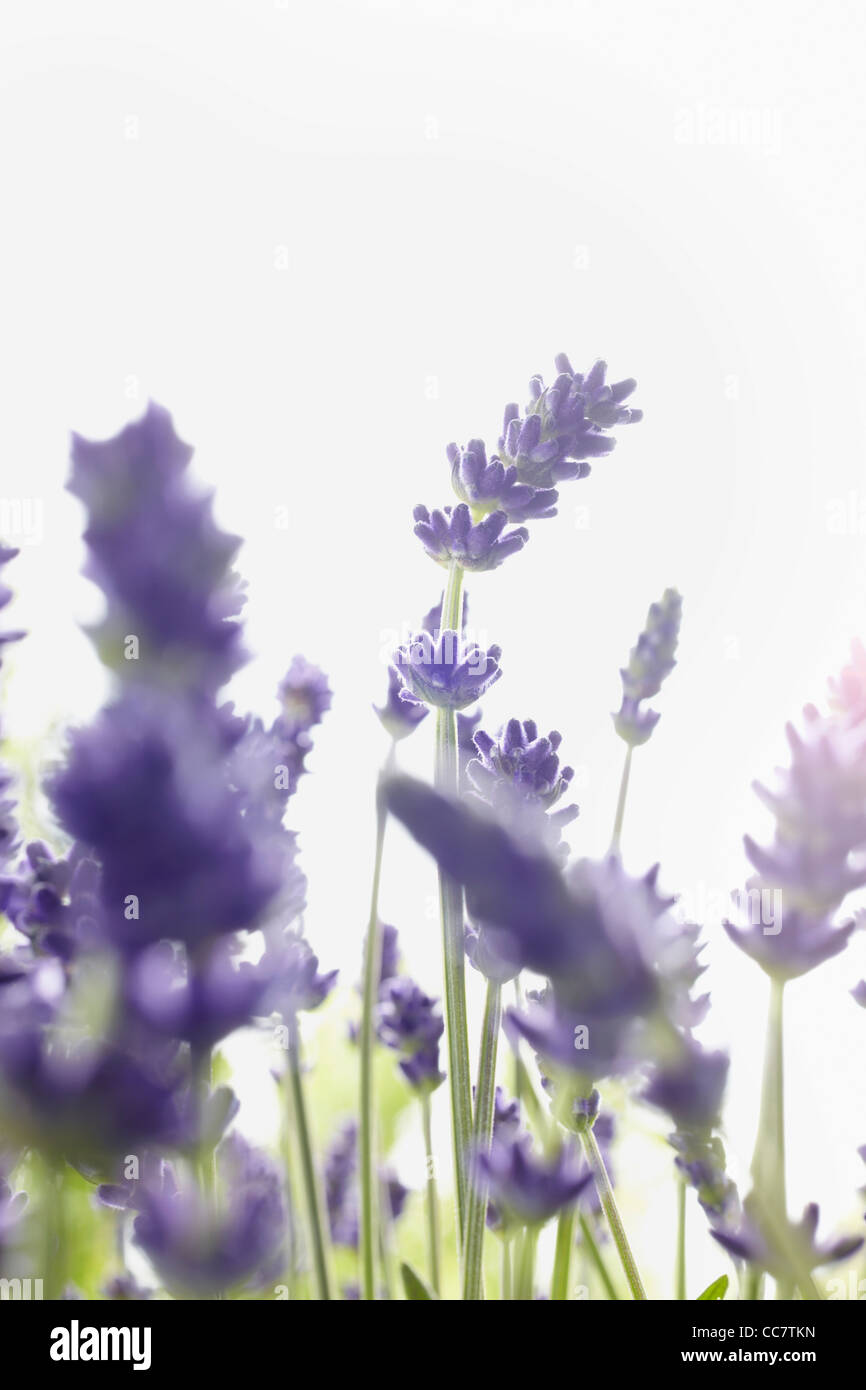 Close-up di lavanda Foto Stock