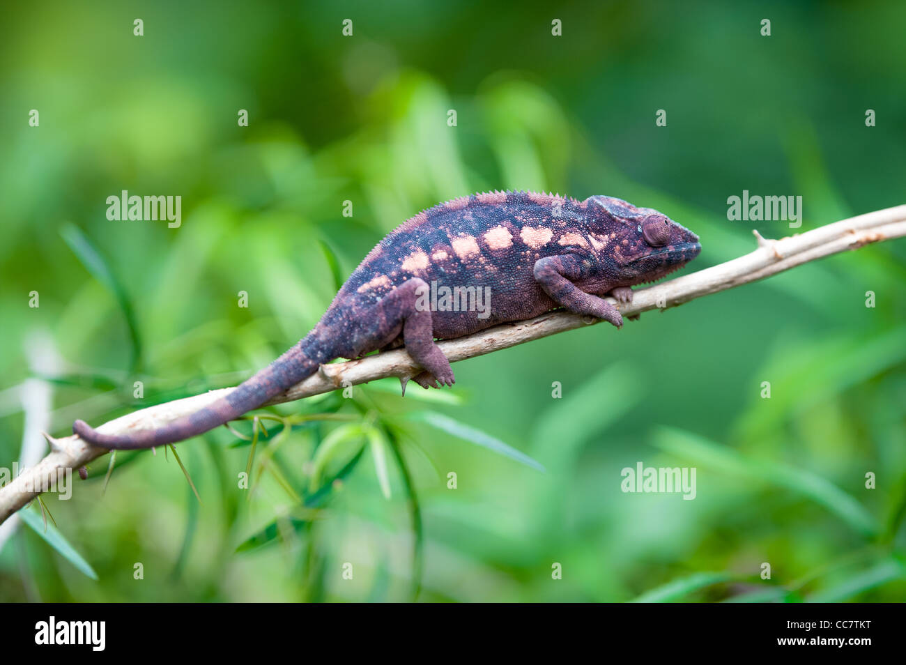 Panther Chameleon (lat. Furcifer pardalis) con verde sfondo blured Foto Stock