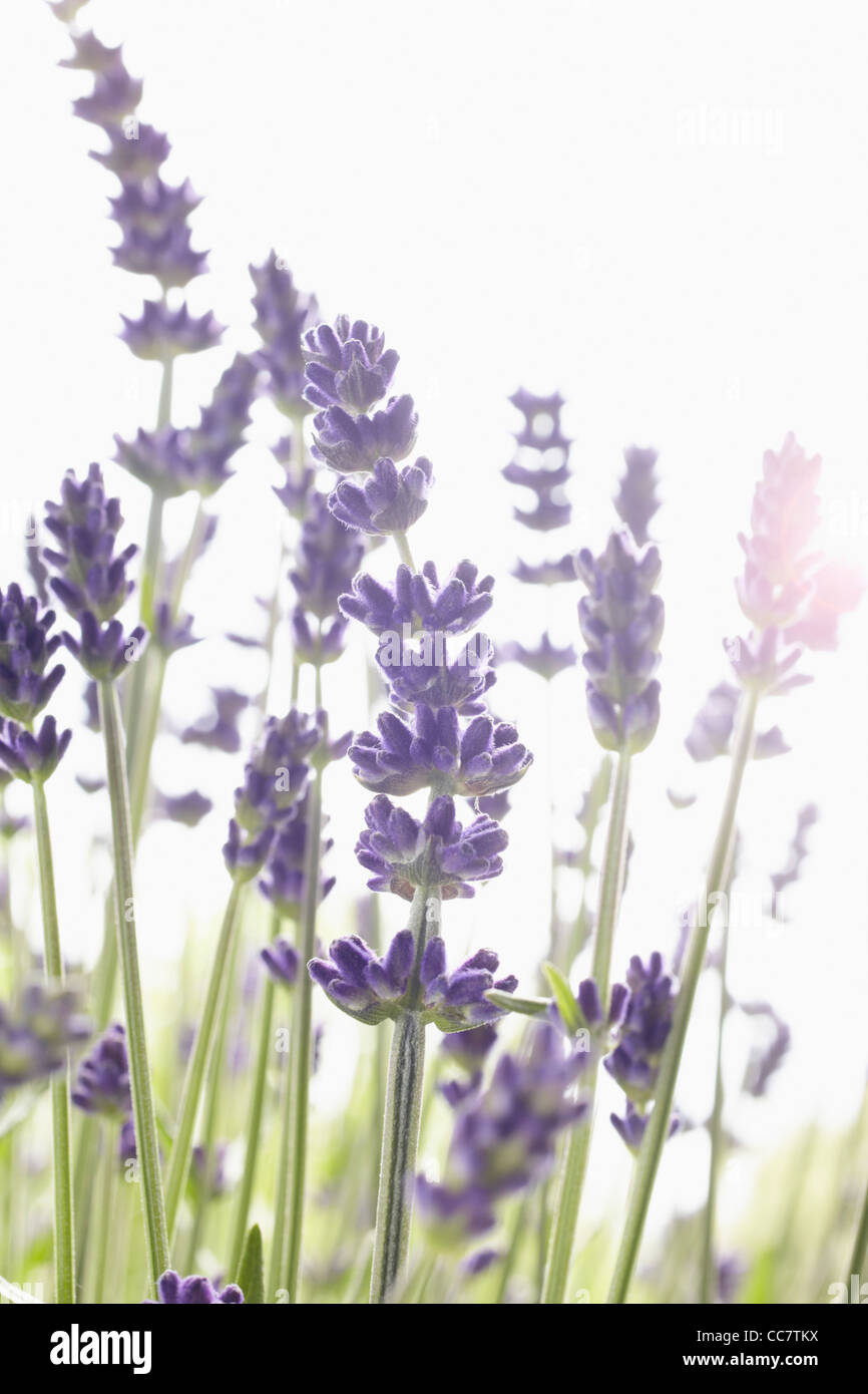 Close-up di lavanda Foto Stock
