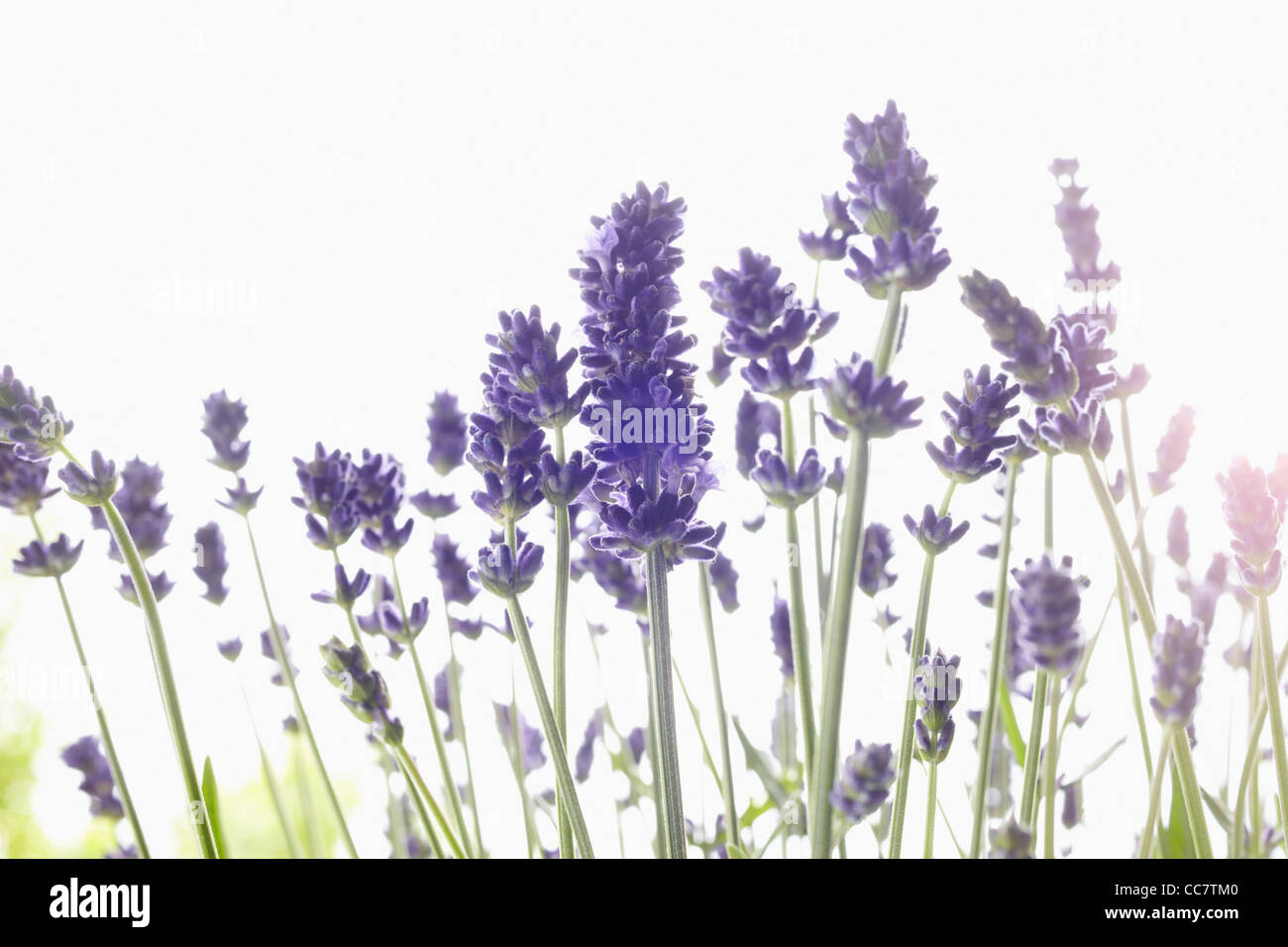 Close-up di lavanda Foto Stock