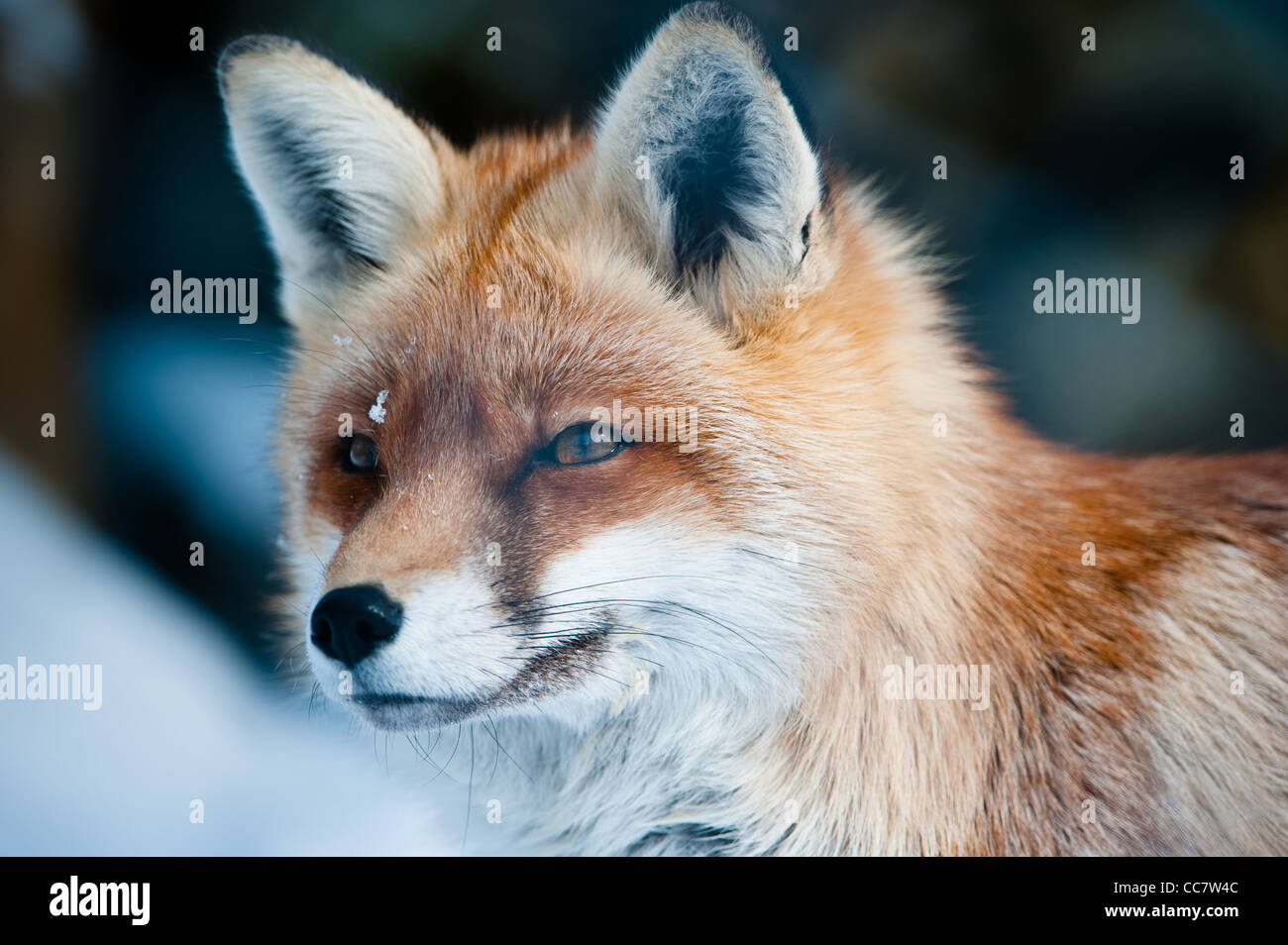 Red Fox (lat. vulpes vulpes vulpes) in inverno. Focus è sull'occhio. Foto Stock