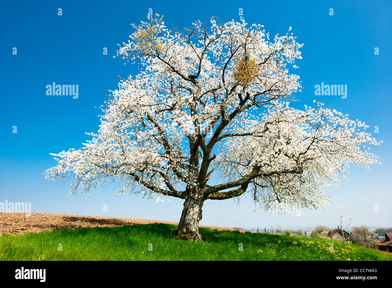 Unico albero di fioritura in primavera su un campo rurale con cielo blu Foto Stock