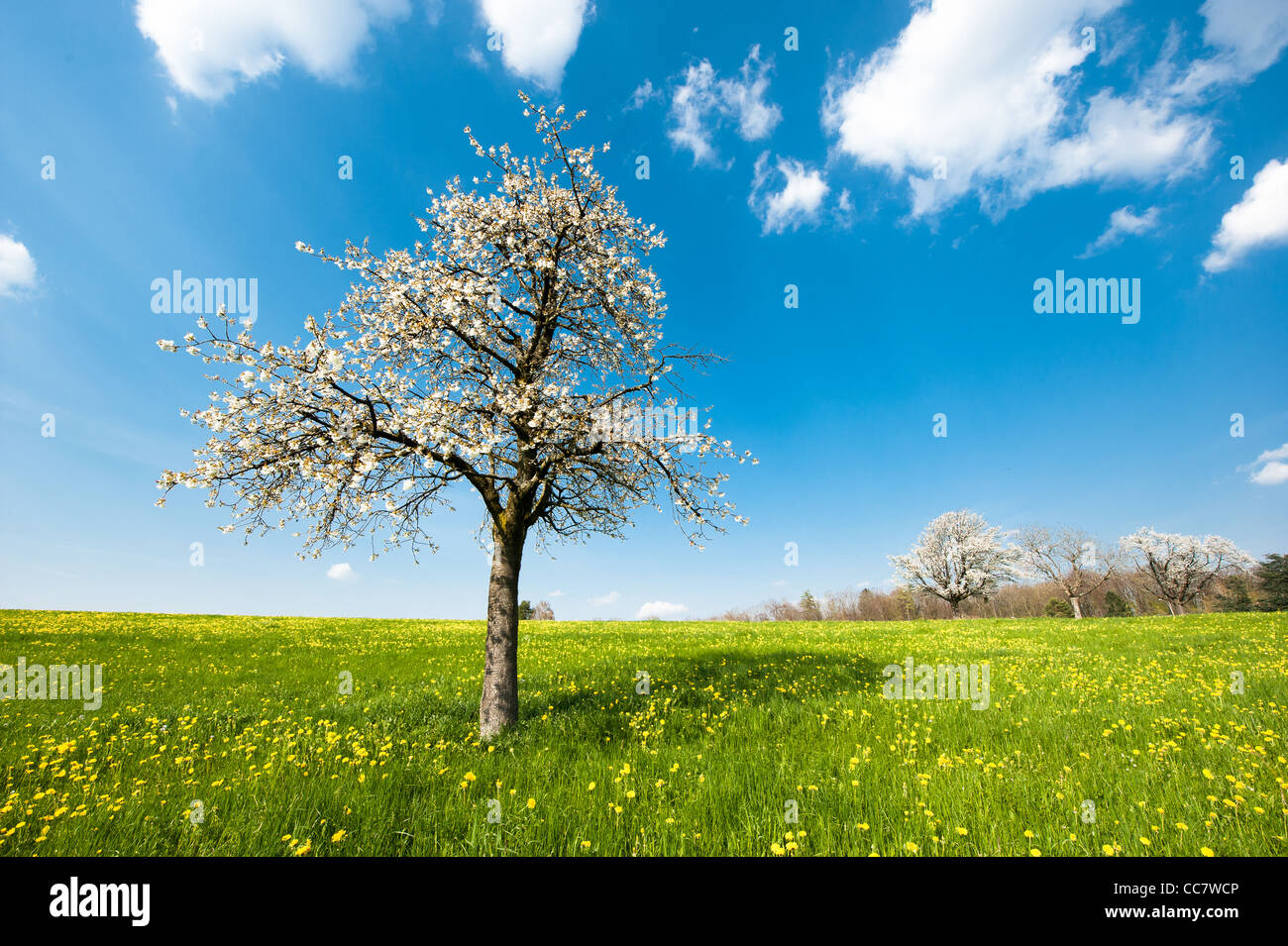 Struttura di fioritura in primavera su un campo rurale con cielo blu Foto Stock