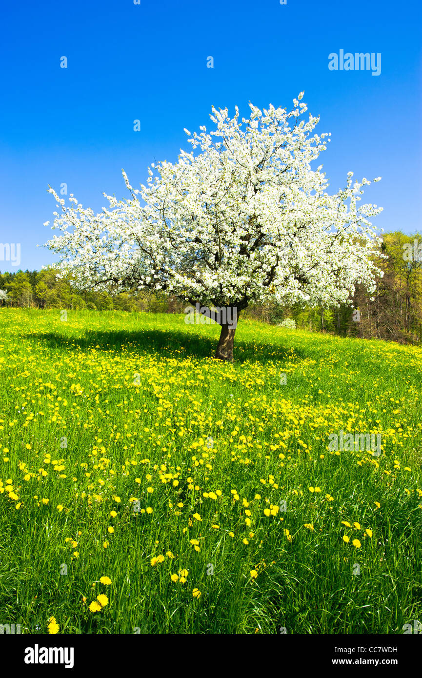 Unico albero di fioritura in primavera su prato rurale Foto Stock