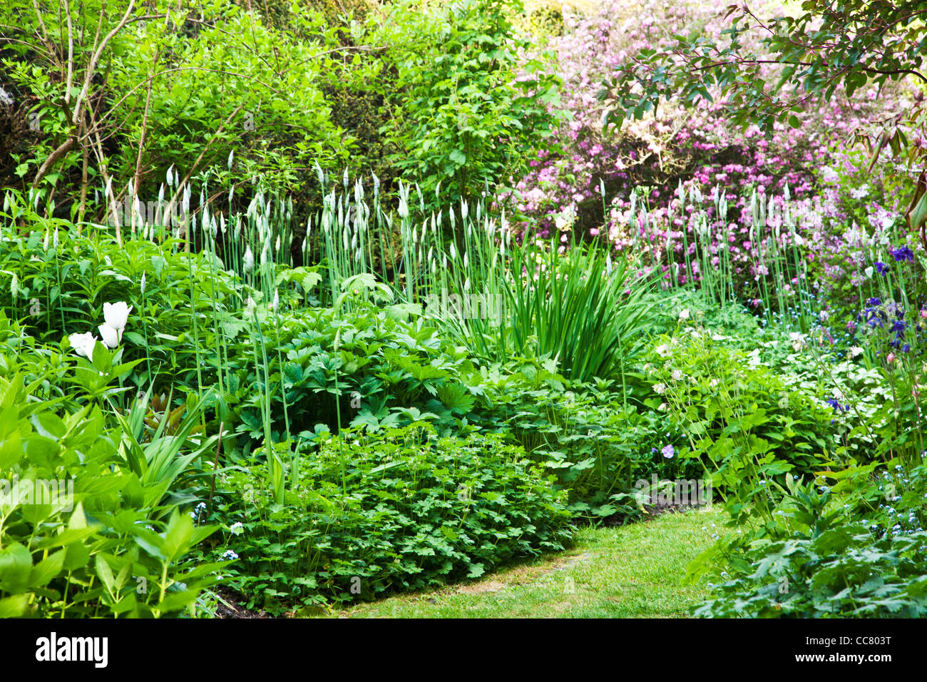 Un percorso erboso tra arbusto perenne e le frontiere in un paese di lingua inglese manor garden a inizio estate nel Wiltshire, Inghilterra, Regno Unito Foto Stock