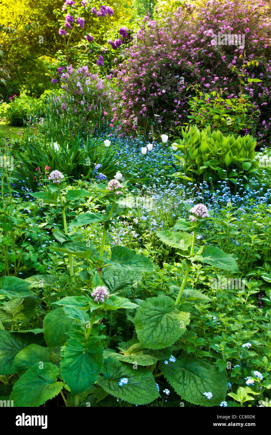 Arbusti e piante erbacee perenni frontiera in un paese di lingua inglese manor garden a inizio estate nel Wiltshire, Inghilterra, Regno Unito Foto Stock