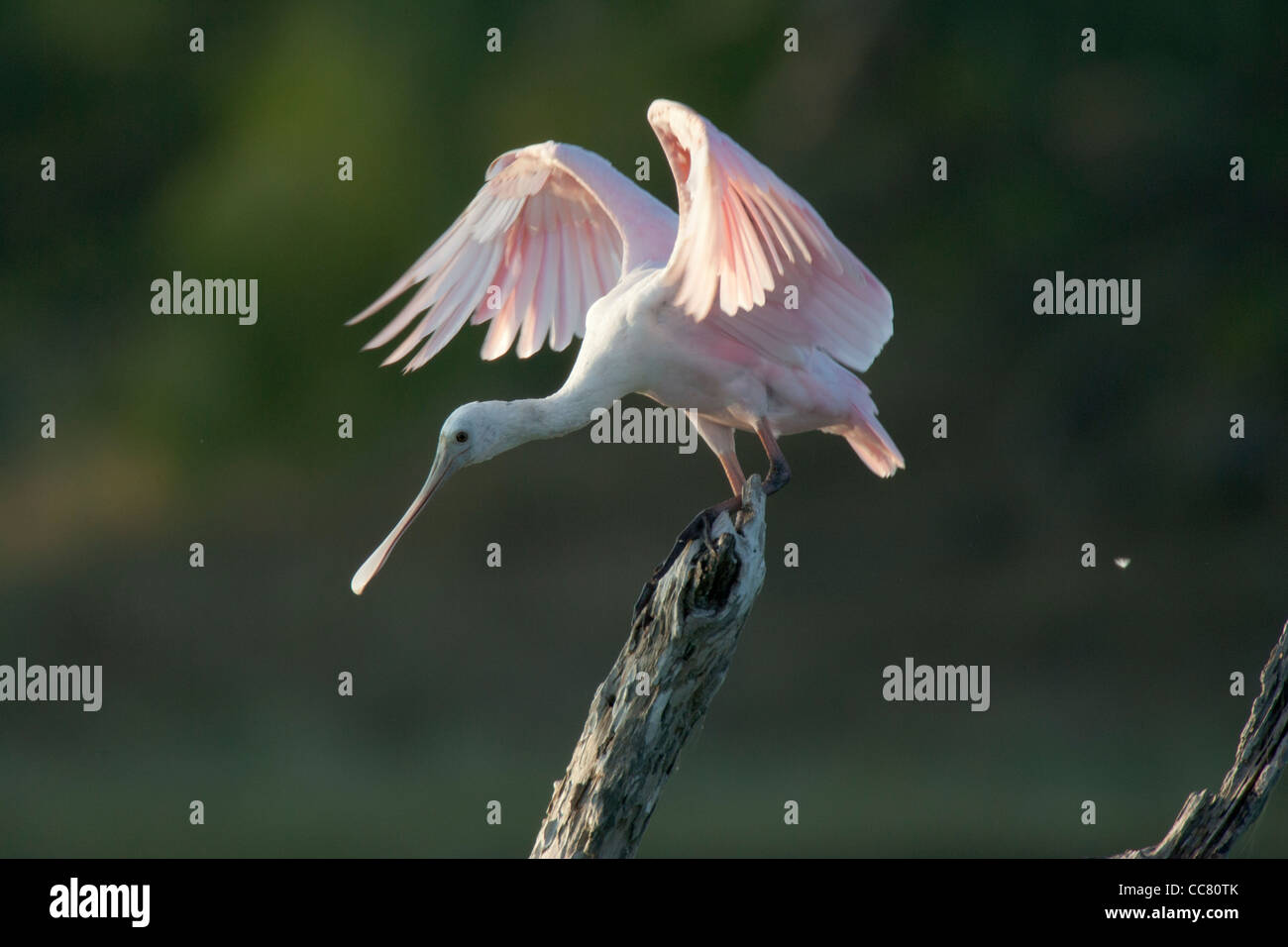 Il Roseate Spoonbill, Platalea ajaja (talvolta posizionata nel proprio genere ajaja) è un Gregario trampolieri dell'ibis e la spatola la famiglia Threskiornithidae. Si tratta di un allevatore di residente in Sud America per la maggior parte ad est delle Ande e nelle regioni costiere del Mar dei Caraibi, America Centrale, Messico e la costa del golfo degli Stati Uniti. Foto Stock