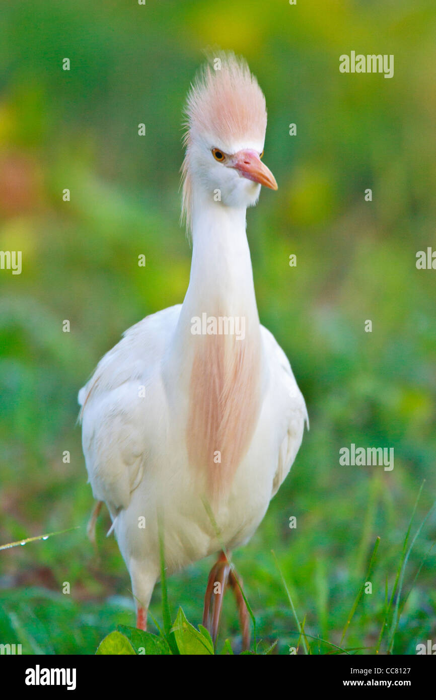 L'Airone guardabuoi (Bubulcus ibis) è una specie cosmopolita di heron (Famiglia ardeidi) trovati nei tropichi e subtropics e riscaldare zone temperate. Nonostante le somiglianze nel piumaggio al garzette del genere Egretta, è più strettamente correlata alla aironi di Ardea. Originariamente nativo di parti dell'Asia, in Africa e in Europa ha subito una rapida espansione nella sua distribuzione con successo e colonizzato gran parte del resto del mondo. Foto Stock