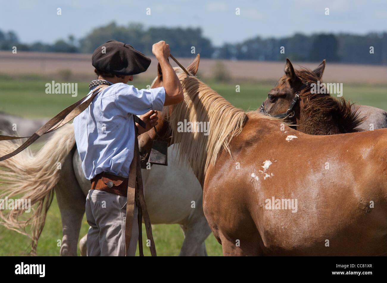 Argentina, Buenos Aires, San Antonio de Areco. Estancia El Ombu de Areco, tradizionale gaucho con i suoi cavalli. Foto Stock