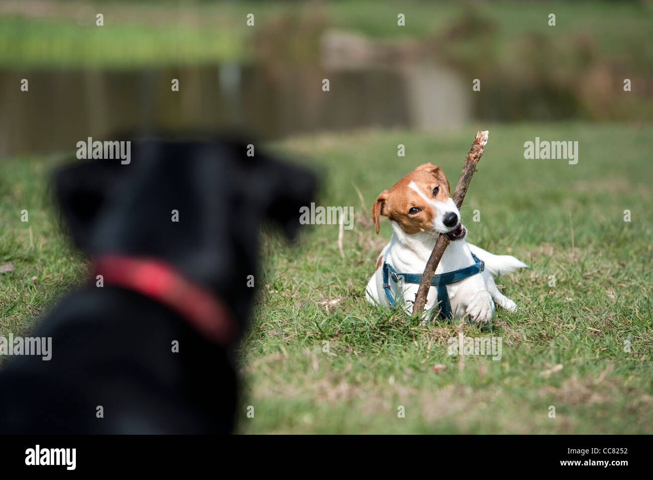 Un cane a giocare vicino al laghetto nel parco Fryent nel borgo di Brent a Londra, guardando il suo amico Foto Stock