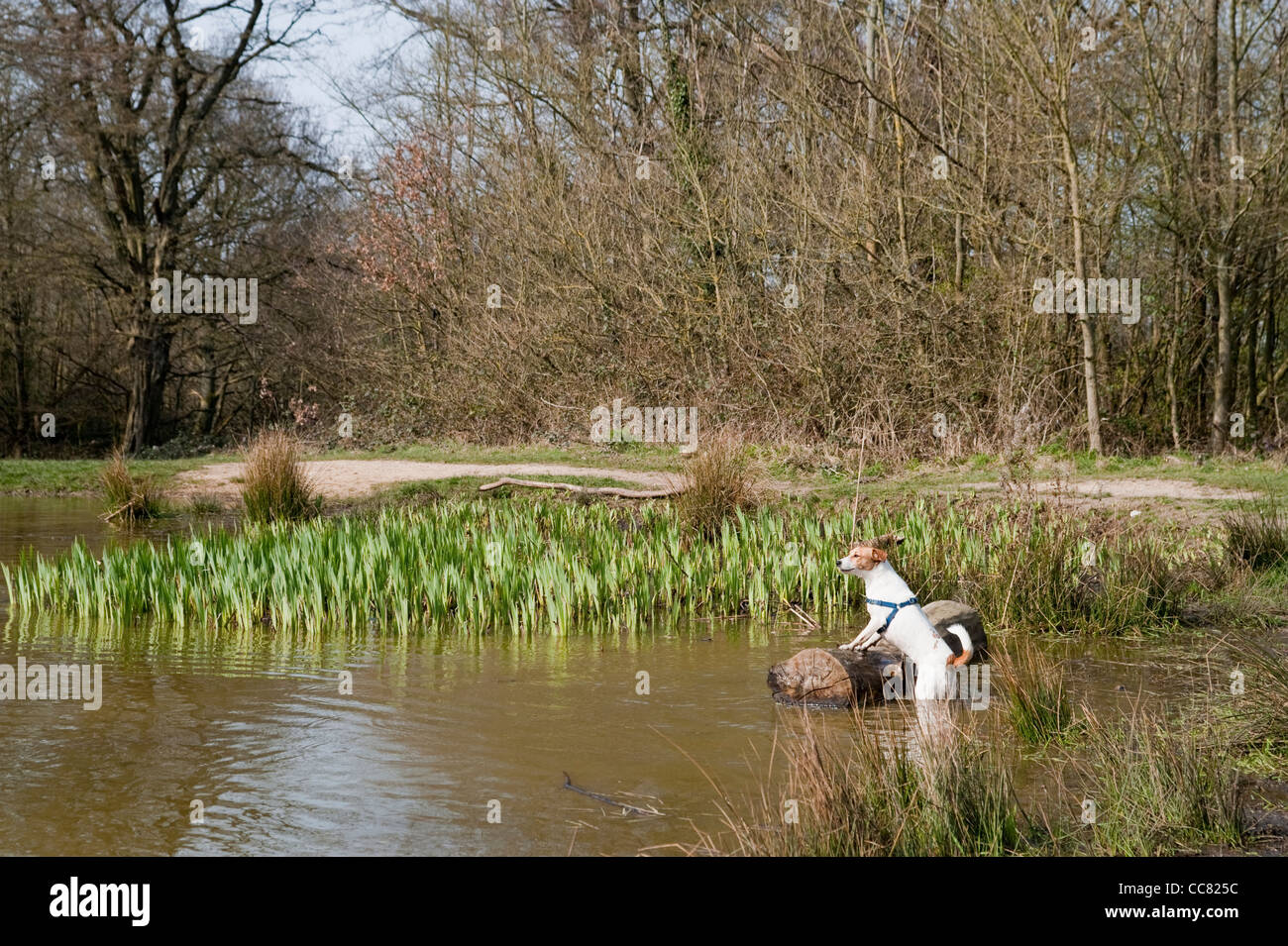 Un cane a giocare vicino al laghetto nel parco Fryent nel borgo di Brent a Londra Foto Stock