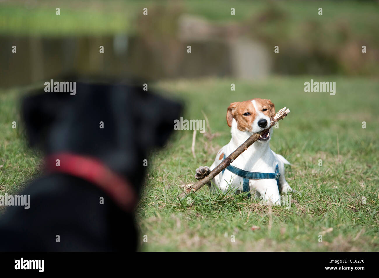 Un cane a giocare vicino al laghetto nel parco Fryent nel borgo di Brent a Londra, guardando il suo amico Foto Stock