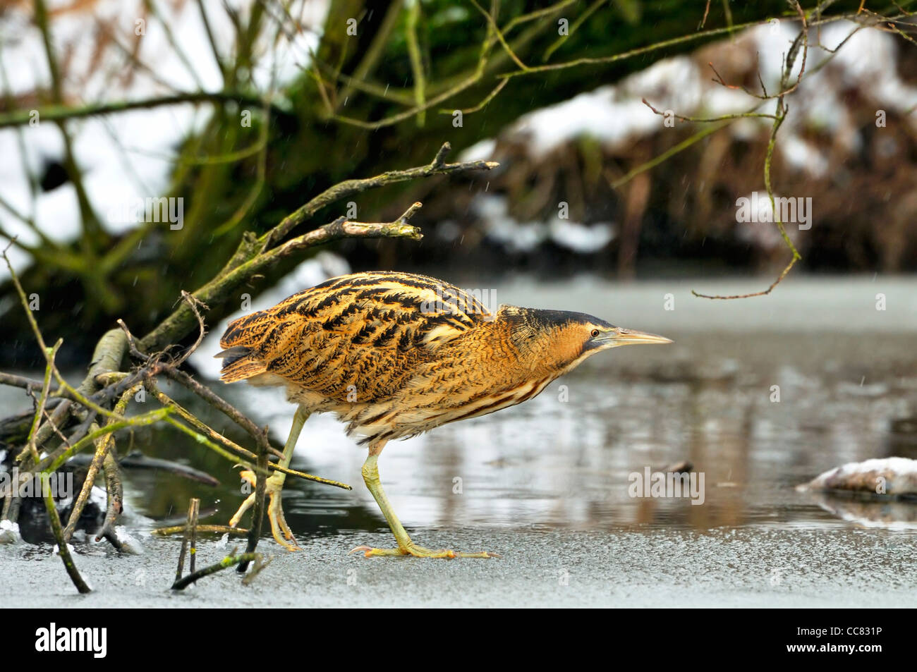 Eurasian tarabuso / Grande Botaurus stellaris sul lago ghiacciato in inverno, Paesi Bassi Foto Stock