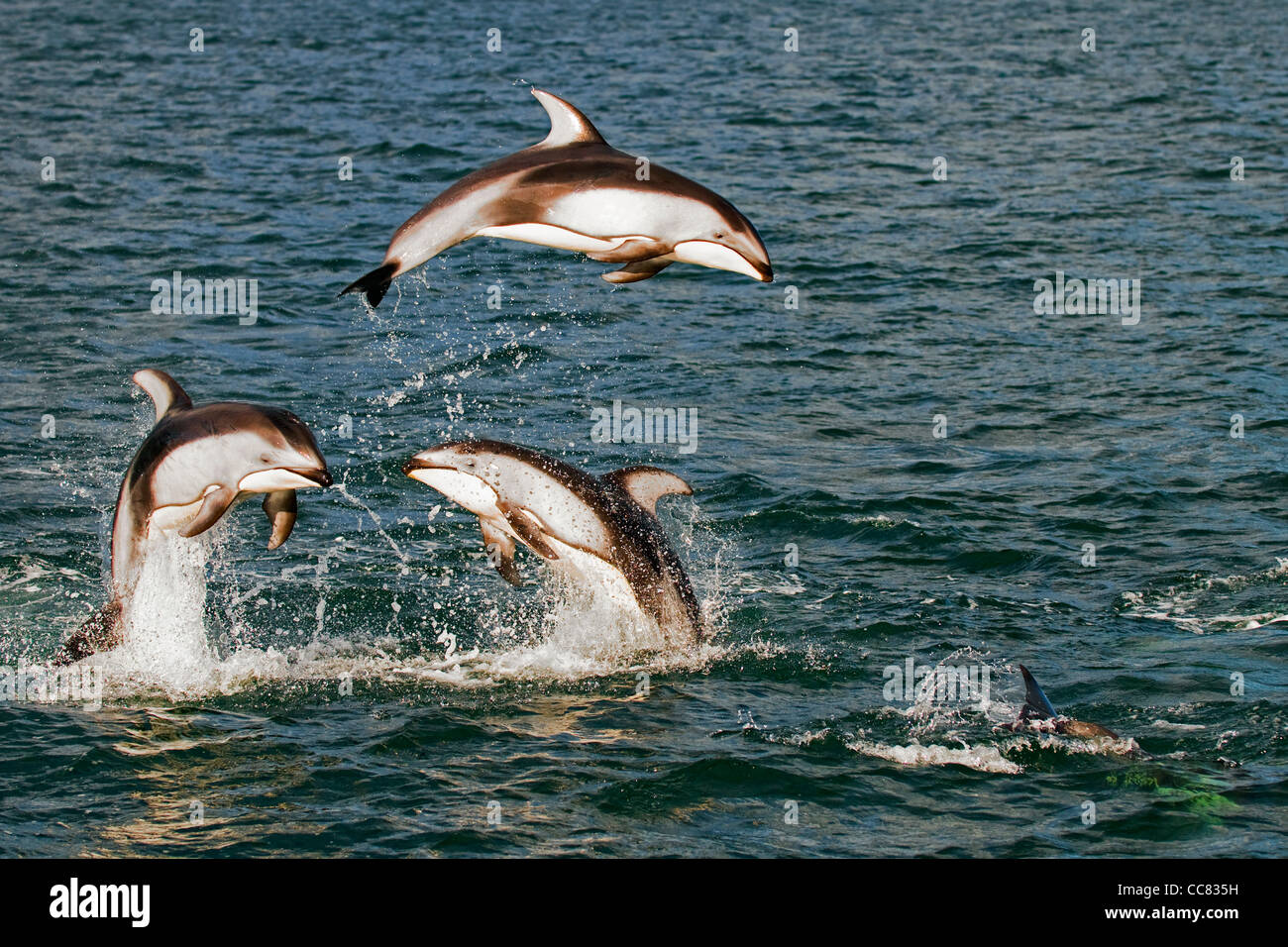 Pacific White-sided delfini (Lagenorhynchus obliquidens / longidens / ognevi) il salto nel Nord Oceano Pacifico, Canada Foto Stock