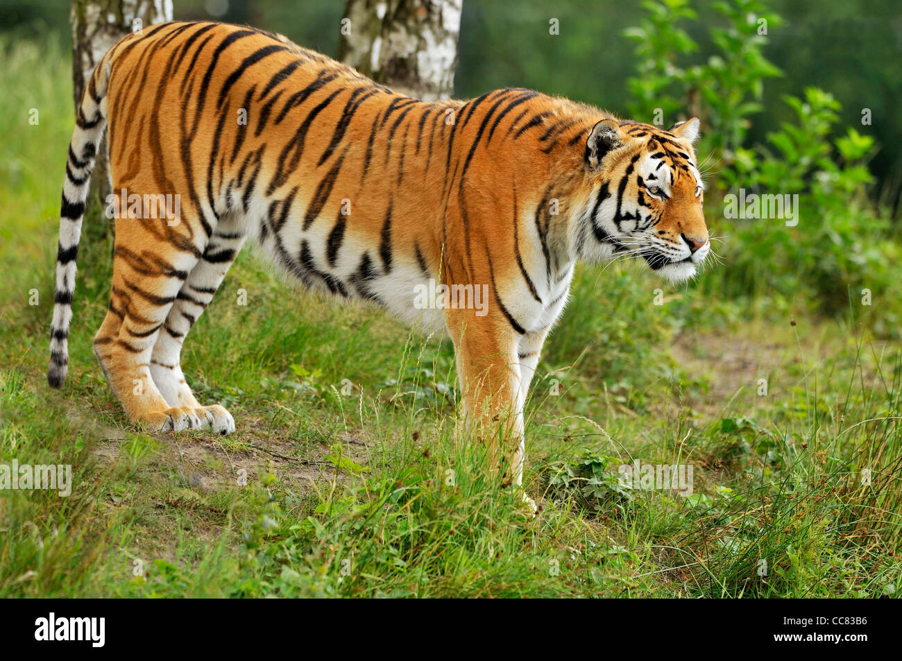 Tigre Siberiana / tigre di Amur (Panthera tigris altaica), nativo di Russia e Cina Foto Stock