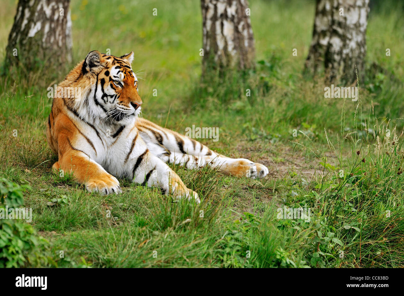 Tigre Siberiana / tigre di Amur (Panthera tigris altaica) che giace tra alberi, nativo di Russia e Cina Foto Stock