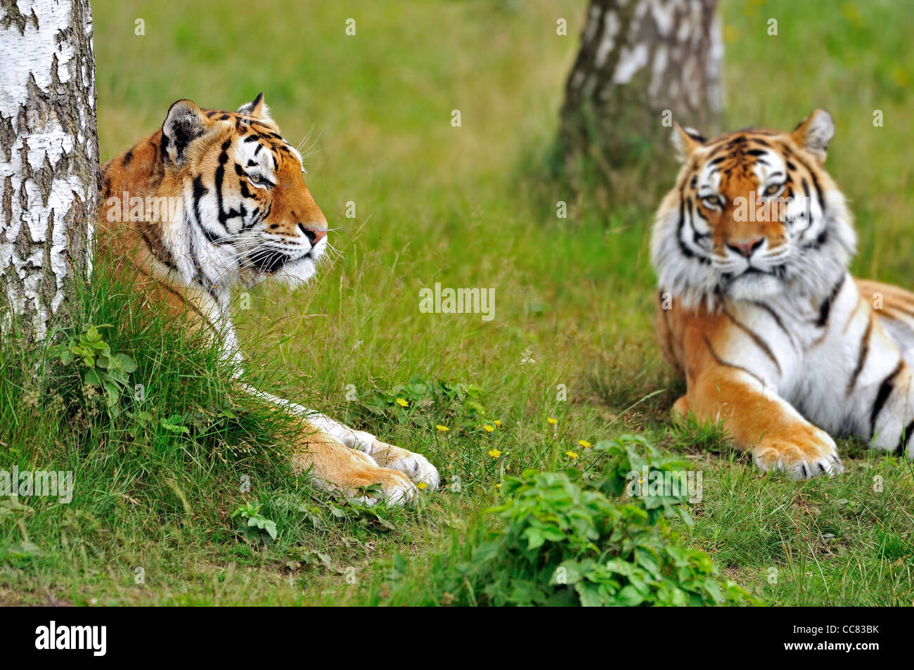 Due le tigri siberiane / tigri Amur (Panthera tigris altaica) in appoggio tra alberi, nativo di Russia e Cina Foto Stock