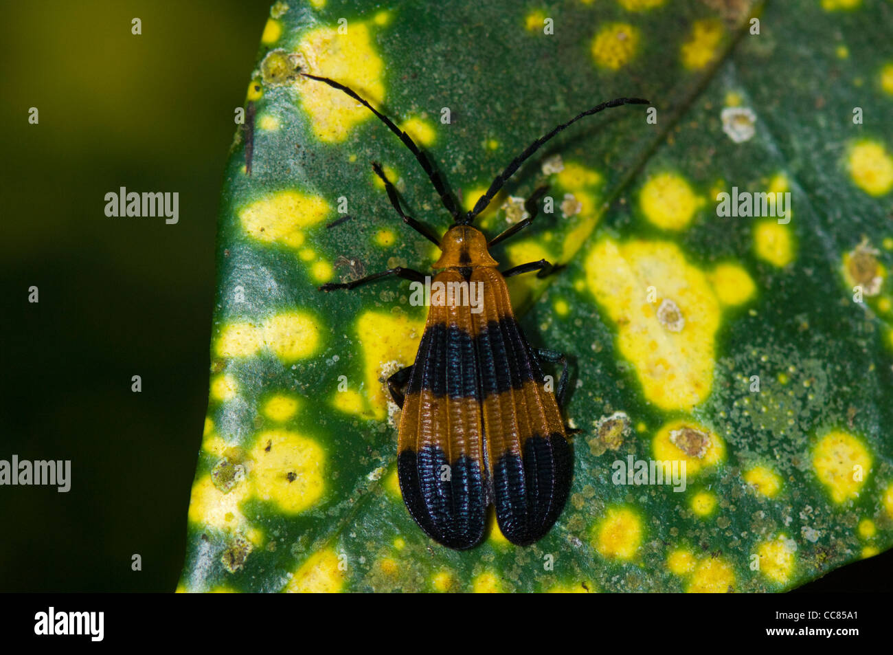 Net scarabeo alato (Calopteron reticulatum), Costa Rica Foto Stock