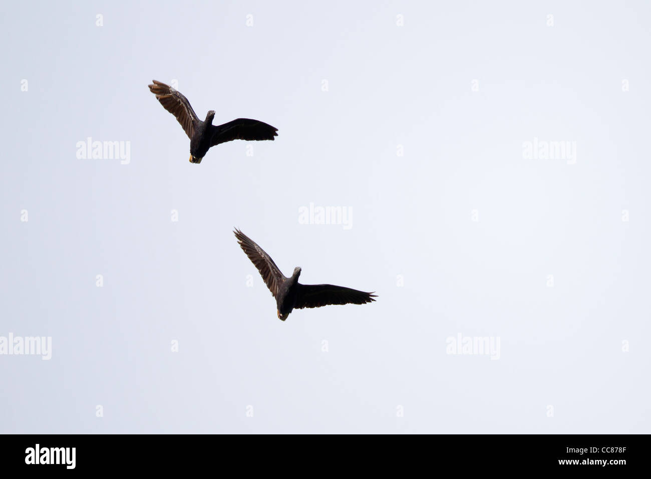 Nicobare piccione (Caloenas nicobarica pelewensis), coppia in volo sopra l'isola di Peleliu nella Repubblica di Palau. Foto Stock