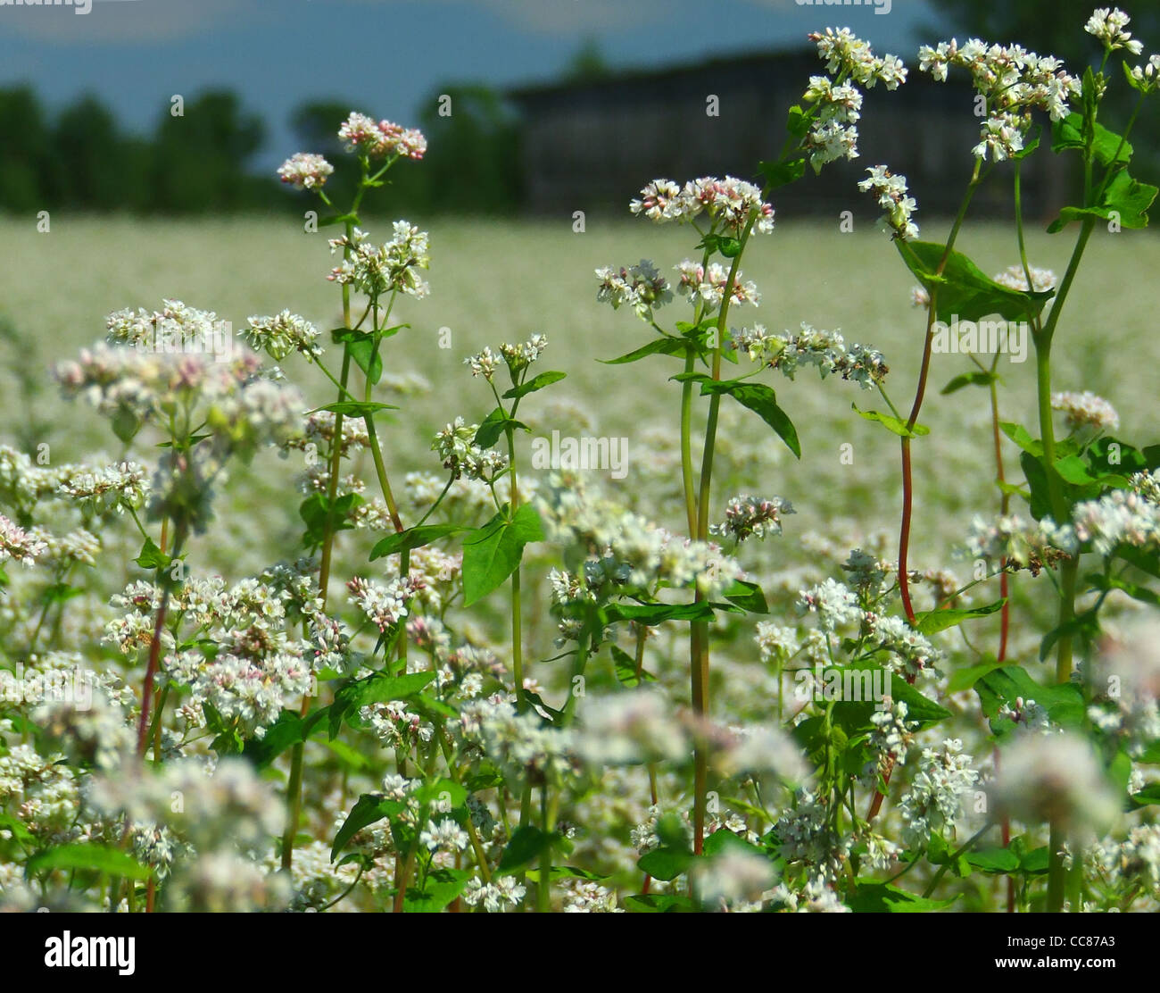 Fiori di grano saraceno Foto Stock