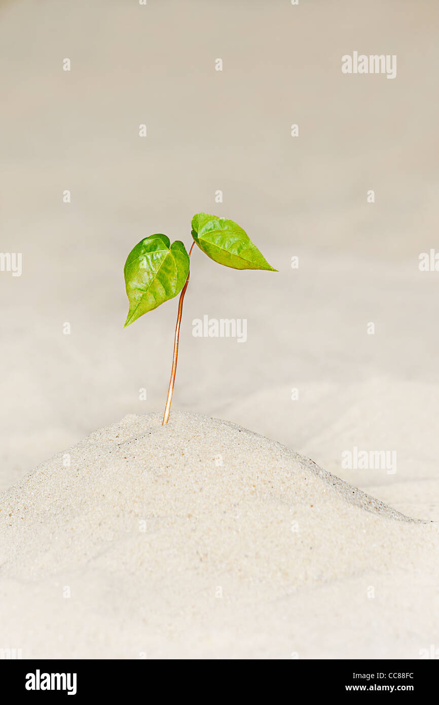 Una piccola pianta crescente lonely sulla sabbia Foto Stock