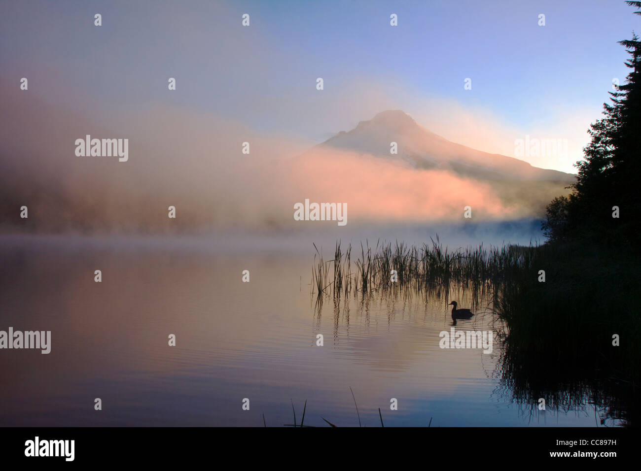 Foggy Sunrise over Trillium lago con una papera galleggiante in primo piano & Mt dietro il cofano Foto Stock