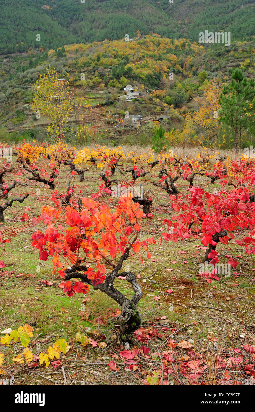 Vigneto in autunno. Quiroga, Lugo, Galizia, Spagna Foto Stock