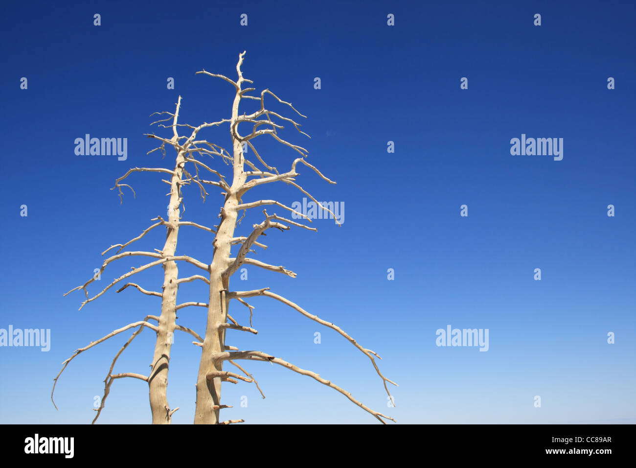 Imbianchiti albero morto rami contro un cielo blu Foto Stock