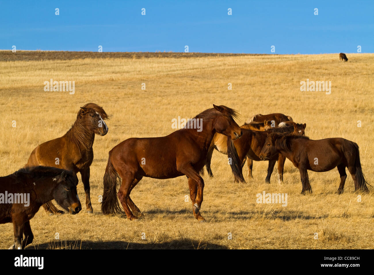 Il mongolo cavalli nella steppa Gobi Mongolia Foto Stock