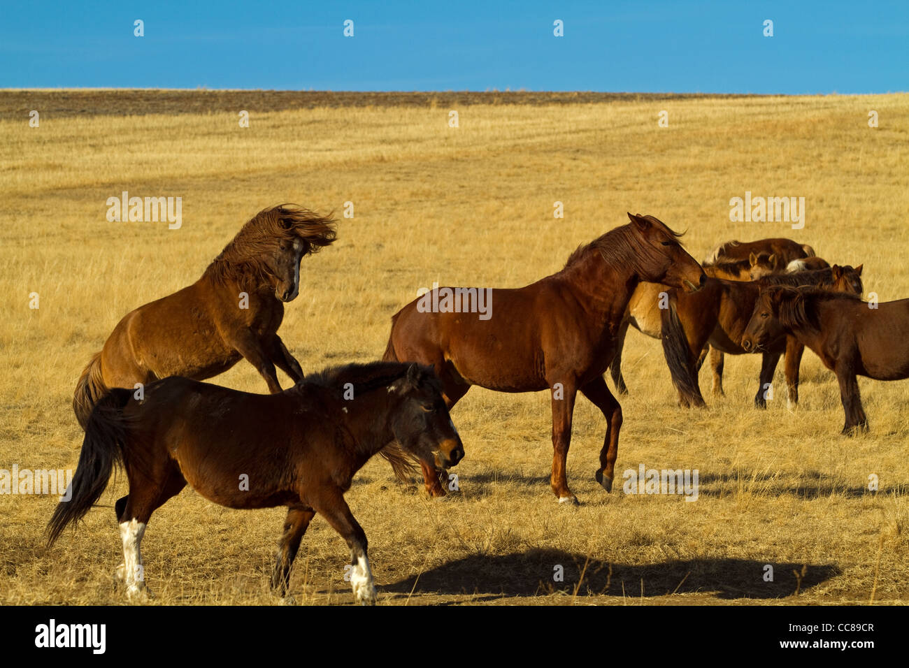 Il mongolo cavalli nella steppa Gobi Mongolia Foto Stock