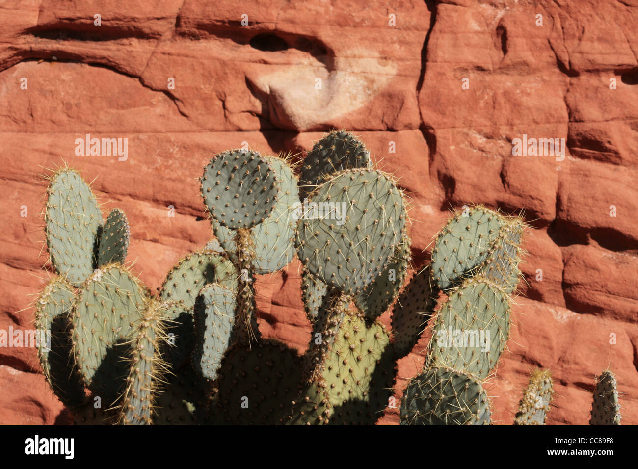 Ficodindia cactus con una pietra arenaria rossa sullo sfondo Foto Stock