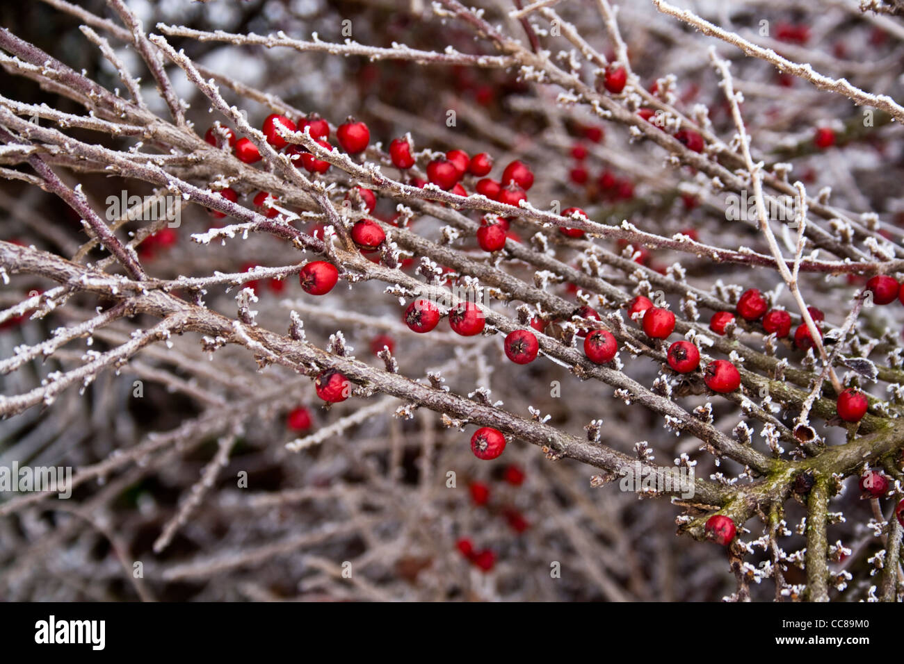 Bacche rosse coperte di neve Foto Stock