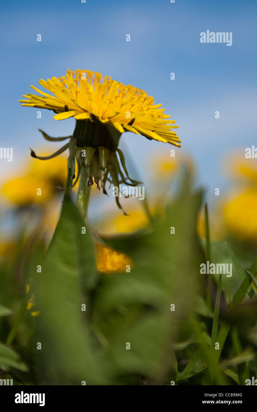 Fioritura Tarassaco (Taraxacum officinale) Foto Stock