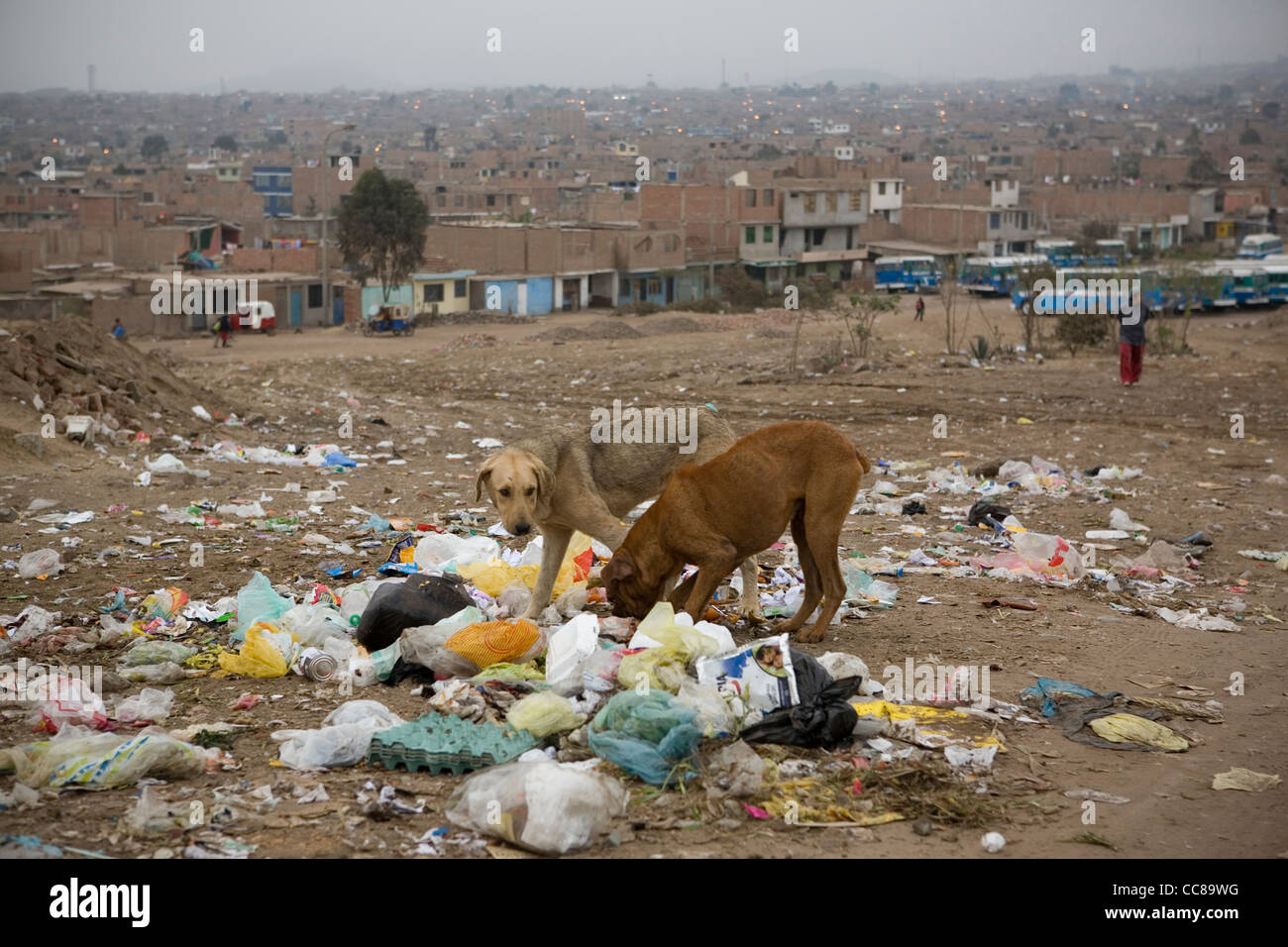 I cani mangiano da un mucchio di rifiuti in Lima, Perù, Sud America. Foto Stock