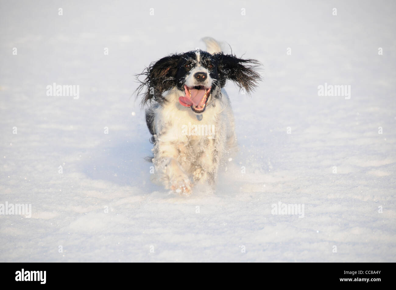 English Springer Spaniel cane nella neve Foto Stock