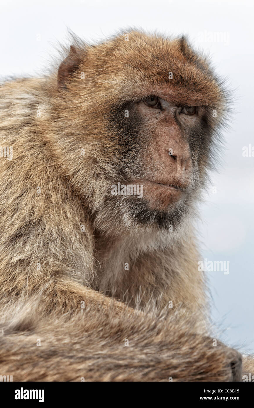 Barbary Macaque - Barberia Ape - Rock Ape studio del viso - Rocca di Gibilterra Foto Stock