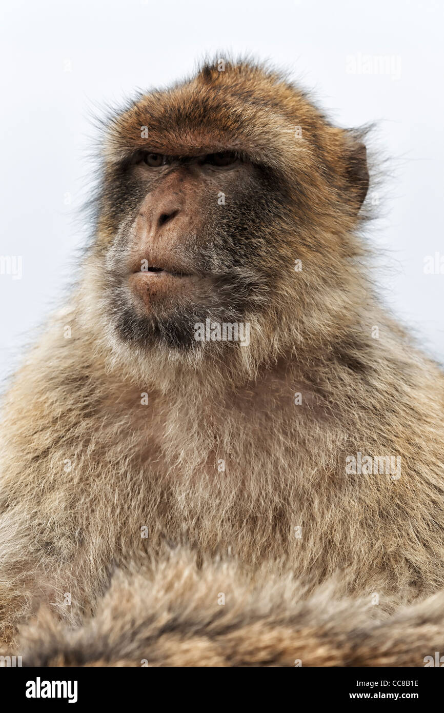 Barbary Macaque - Barberia Ape - Rock Ape studio del viso - Rocca di Gibilterra Foto Stock