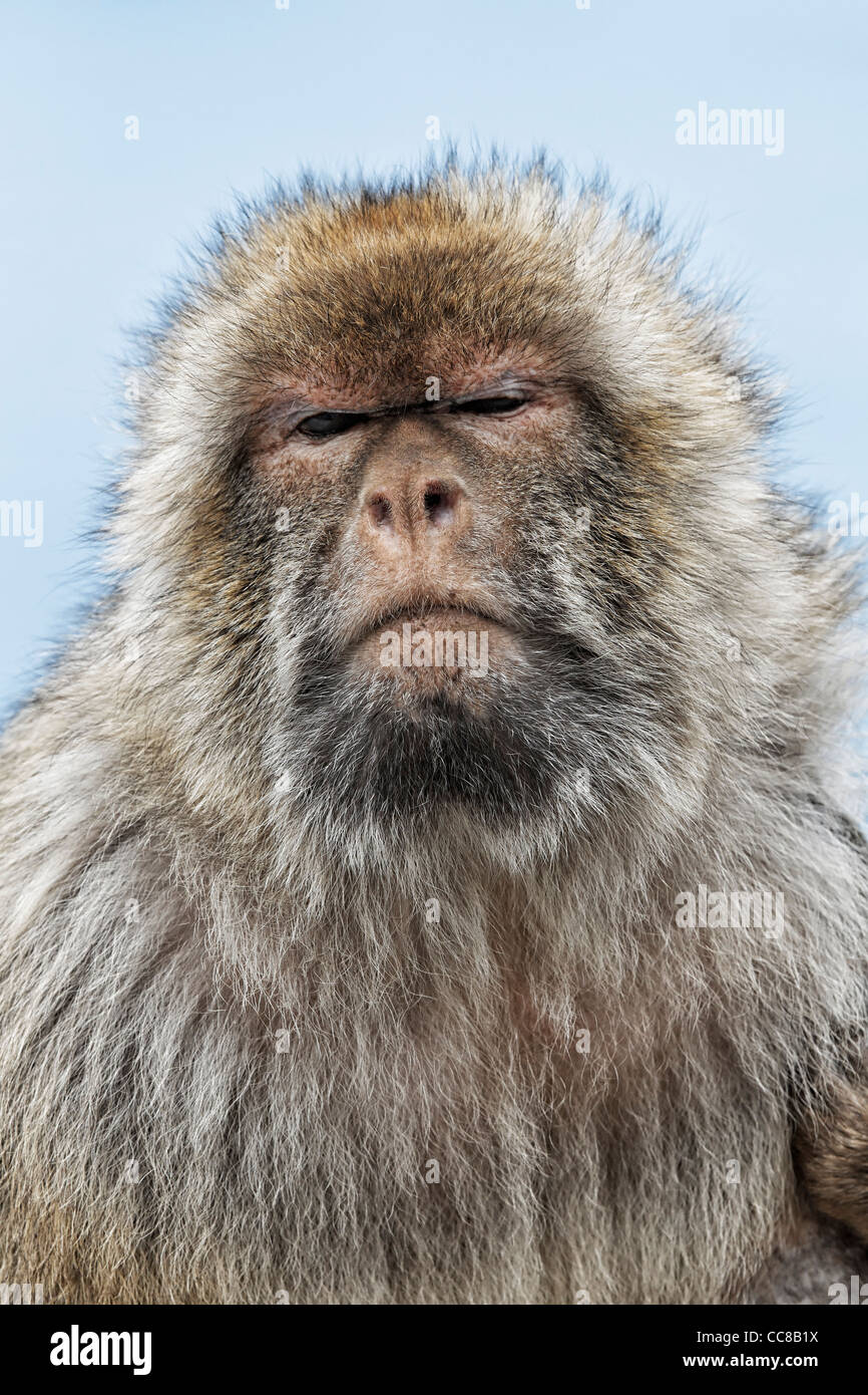 Barbary Macaque - Barberia Ape - Rock Ape studio del viso - Rocca di Gibilterra Foto Stock